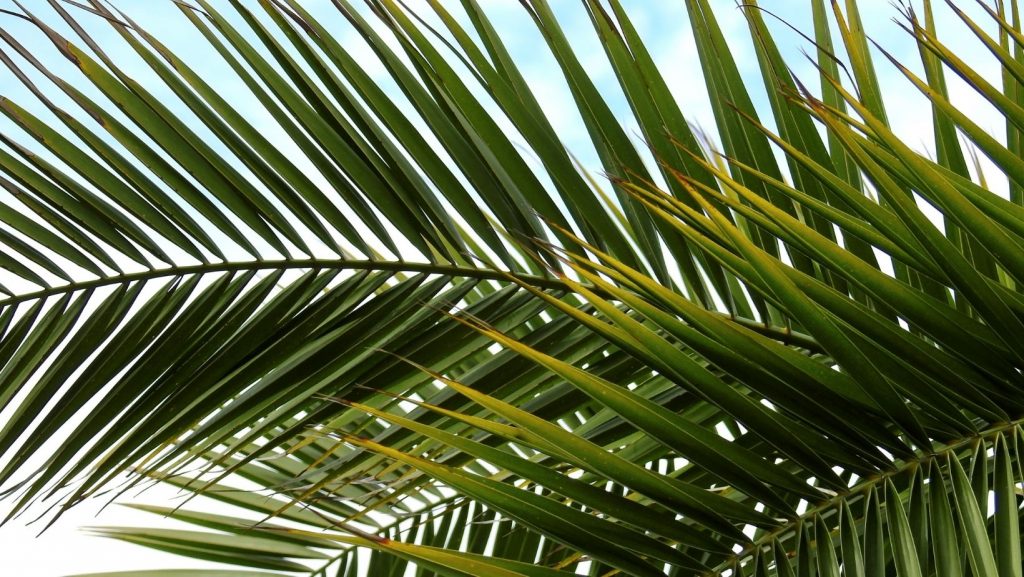 Plan Director Racional del Arbolado Viario